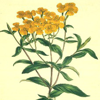 Sketch-of-Mexican-marigold