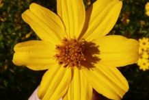 Closer-view-of-Mexican-marigold-flower