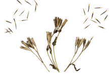 Dried-Cypselae-and-seeds-of-Mexican-marigold