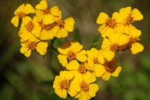 Flower-of-Mexican-marigold