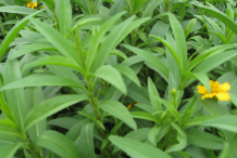 Leaves-of-Mexican-marigold