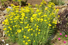 Mexican-marigold-Plant