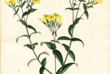 Plant-Illustrations-of-Mexican-marigold