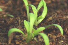 Saplings-of-Mexican-marigold