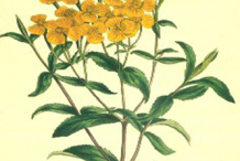 Sketch-of-Mexican-marigold