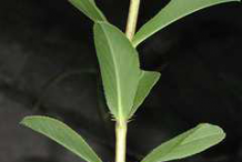 Stem-of-Mexican-marigold