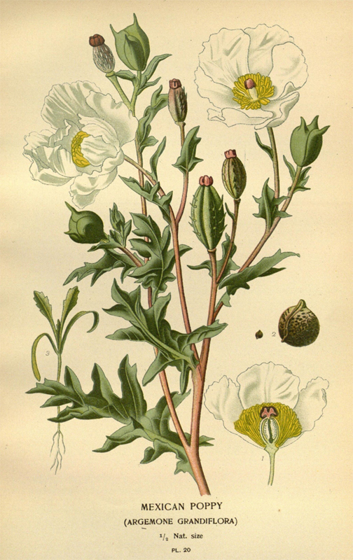 Illustration-of-Mexican-poppy-plant