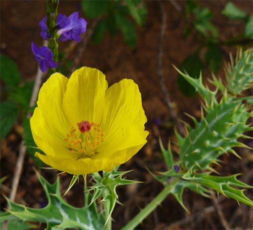 Mexican-poppy-close-up-flower