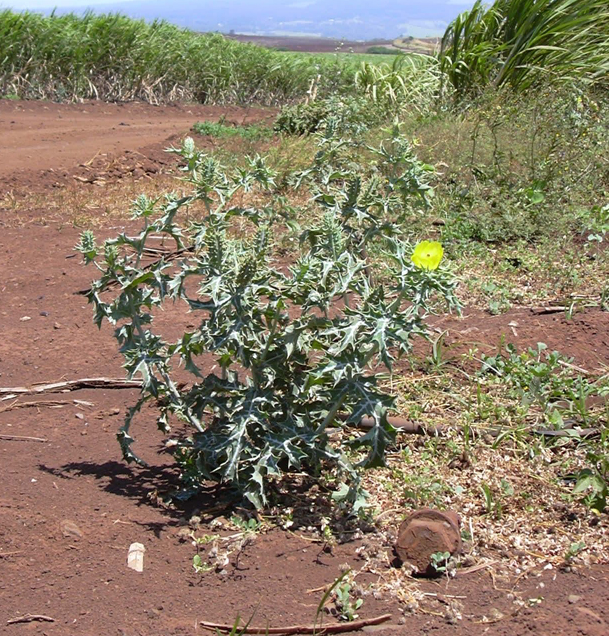 Mexican-poppy-plant