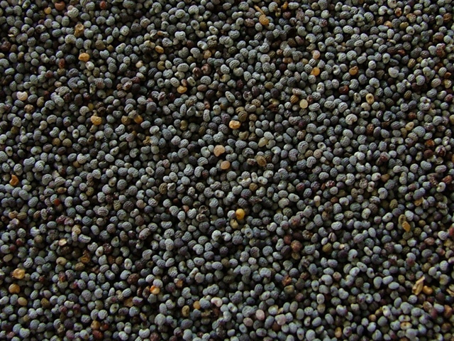 Mexican-poppy-seeds