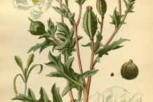 Illustration-of-Mexican-poppy-plant