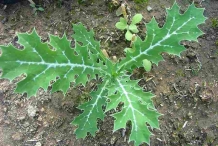 Leaves-of-Mexican-poppy-plant