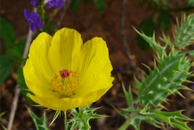 Mexican-poppy-close-up-flower