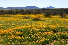 Mexican-poppy--fields