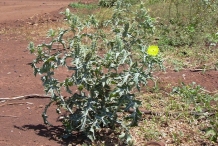 Mexican-poppy-plant