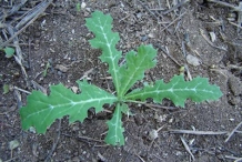 Mexican-poppy-seedlings