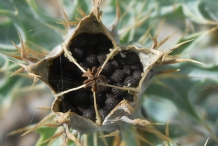Mexican-poppy-seeds-in-the-plant
