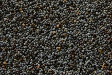 Mexican-poppy-seeds