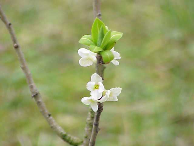 White-flowered-Cultivar-of-Mezereon