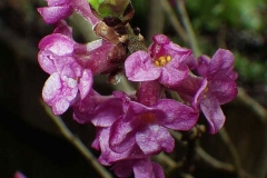 Closer-view-of-flower-of-Mezereon
