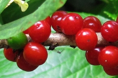 Closer-view-of-fruit-of-Mezereon