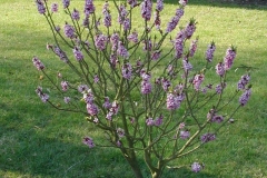 Cultivated-Mezereon-plant