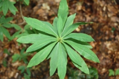 Leaves-of-Mezereon