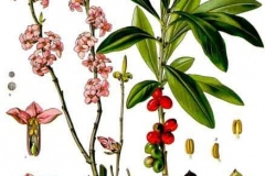 Plant-Illustration-of-Mezereon