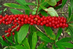 Ripe-berries-of-Mezereon