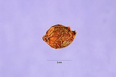 Seed-of-Mezereon