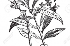Sketch-of-Mezereon