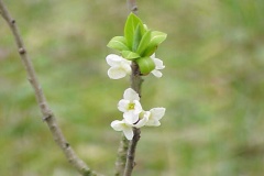 White-flowered-Cultivar-of-Mezereon