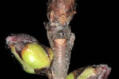 Winter-buds-of-Mezereon