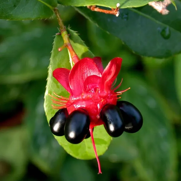 Mature-fruits-of-Mickey-Mouse-plant