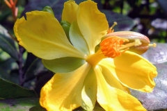 Closer-view-of-flower-of-Mickey-Mouse-plant