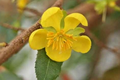 Flower-of-Mickey-Mouse-plant