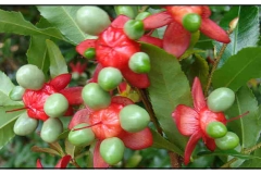 Immature-fruits-of-Mickey-Mouse-plant