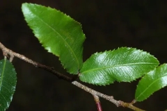 Leaves-of-Mickey-Mouse-plant