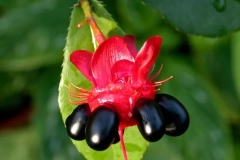 Mature-fruits-of-Mickey-Mouse-plant