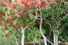 Mickey-Mouse-plant