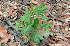 Saplings-of-Mickey-Mouse-Plant