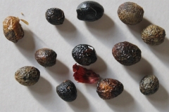 Seeds-of-Mickey-Mouse-Plant