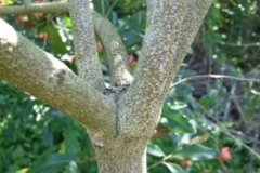 Stem-of-Mickey-Mouse-plant