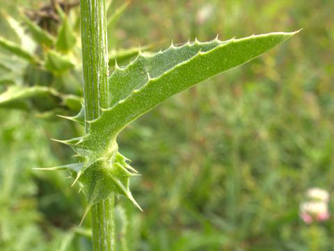 Milk-Thistle-stem-and-leaf