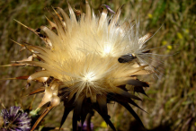 Milk-Thistle-Achenes