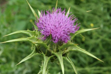 Milk-Thistle-Flower