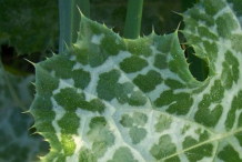 Milk-Thistle-Leaves