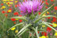 Milk-Thistle-Plant