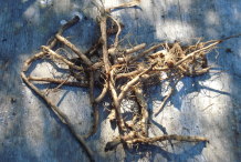 Milk-Thistle-Root