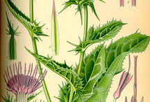 Milk-Thistle-plant-Illustration